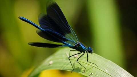 Piła-Śmiłowo-Jeziorki-Piła