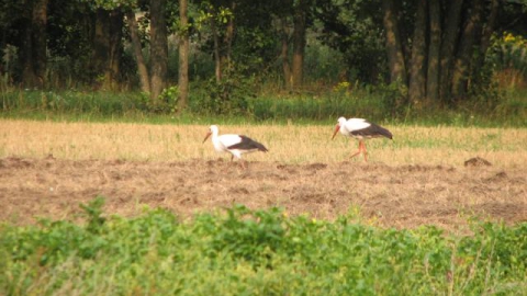 Opuszczone gospodarstwo