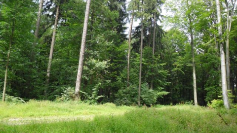 Łojowice - Przeworno - Brukalice