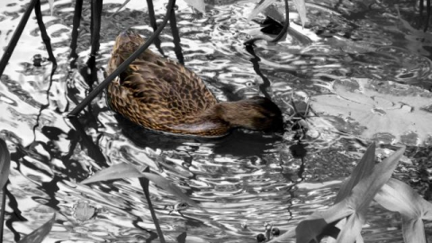 Księży Las - Zawadzkie Księży Las