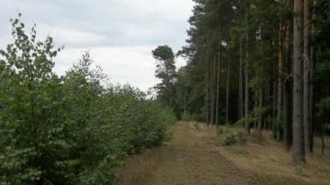 Z Lubina na Grzybową Górę