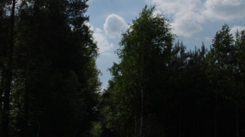 Skierniewice - Nieborów i okolice A2