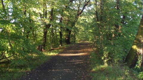do rezerwat przyrody w Łężczoku