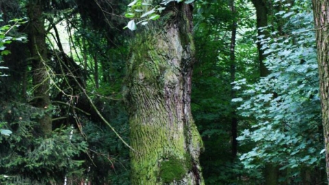 Terenowa okol.Gostynia