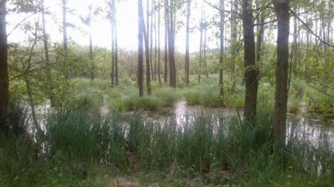 Pilchowo-Głębokie-Stolec-Tanowo