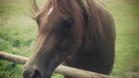 Klepaczew - Janów Podlaski