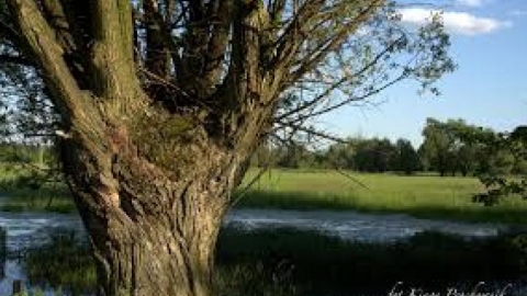 Wołomin - Wola Rasztowska