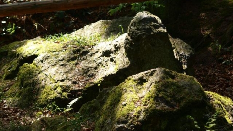 Rzeszów - Borówki - Błędny Kamień - Rzeszów