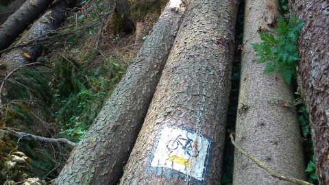 Hajnówka-Białowieża-Hajnówka4