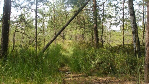 Szlakami po lasach Janowskich 