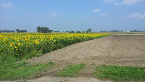 kostrzyn, iwno, nekielka, gułtowy, 