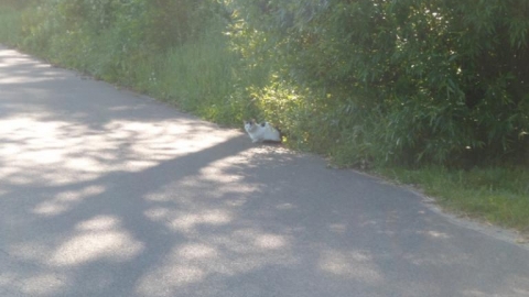 RADACHÓWKA przez Dłużew i Grzebowilk