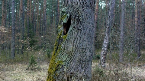 Piotrków-Konewka-Piotrków