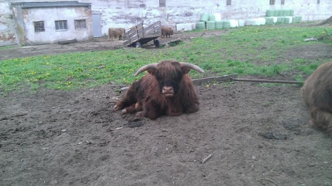 A miał być pierscień gryfitów