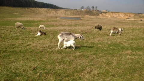 z Gostyni na piaskownie do Woszczyc 