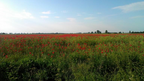 Pobiedziska-Imielno-Lednogóra-Pobiedzisk