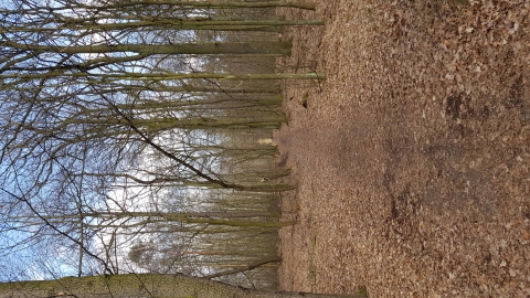 Las Łabędzki - Czechowice