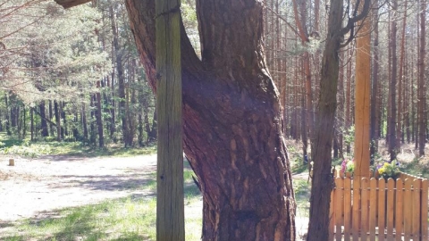 Młociny-grodzisko Zamczysko-Babice-Młociny