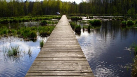 Zalew Wyżary i kładka na bagnach