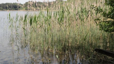 J Muliczne -Białobrzegi-Goniądz