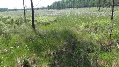 Niwy Daleszyckie-Widełki-Niwy Daleszycki