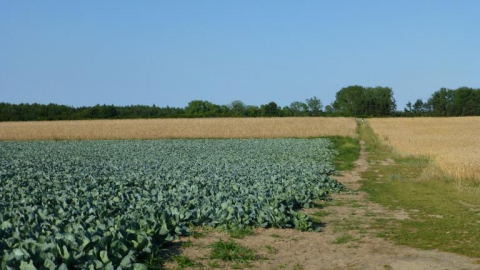 Gdynia Babie Doły-Kosakowo