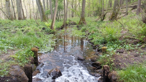 Kuźnik Nr 2
