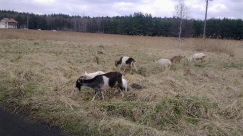 Świerklaniec - Tarnowskie Góry - Tworóg