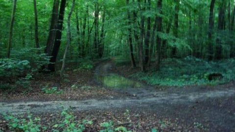 Pleszew - Baranówek - Zielona Łąka 