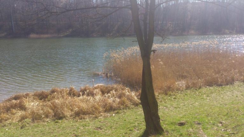 Czeladź Piaski > Rogoźnik > Piaski