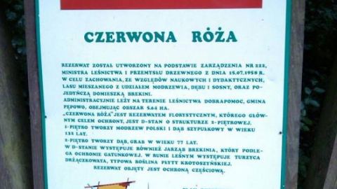 Po lesie za Rębowem