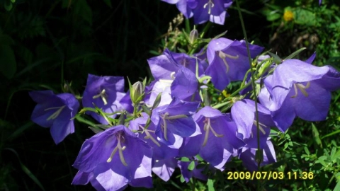 Smolniki-Vygreliai-Rudka Tartak-Smolniki