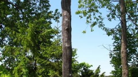 Ogrodniczki -> Sokołda