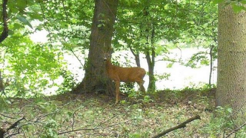 10.06.2012  Wrocławia nad jezioro Panieńskie