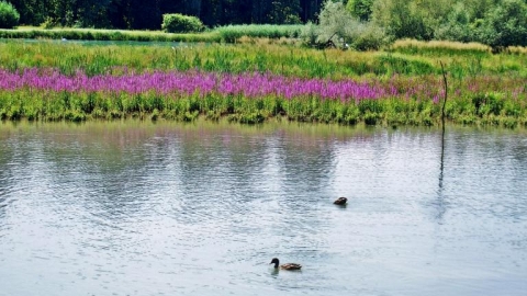 Aristau-Rottenschwil-Bremgarten