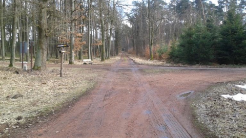 Szkółka kontenerowa w Nędzy