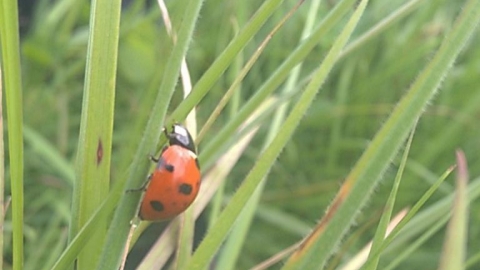 Przysłup -Łopienka