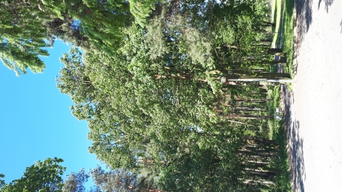 Żory Baranowice Gwaruś Suszec Śmieszek Rynek w Żorach 