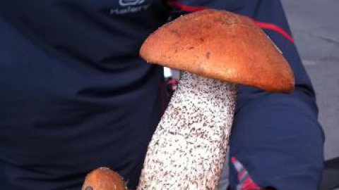 Ceradz Kościelny - Lusowo - Więcławice