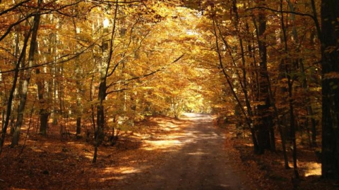 dookoła Jeziora Niedzięgiel