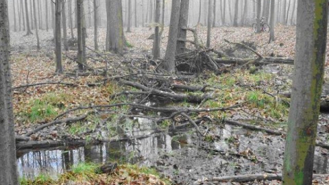 Po lasach w okolicach Hutek 