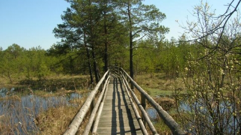 A piece of the Janov Forest
