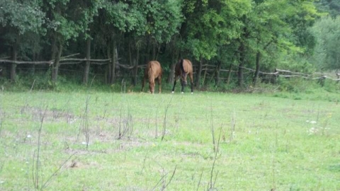 Osiek - Pieszków - Gorzelin