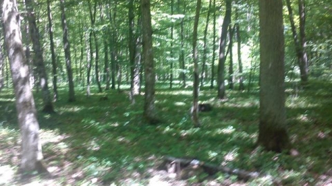 to the Wolf's Lair
